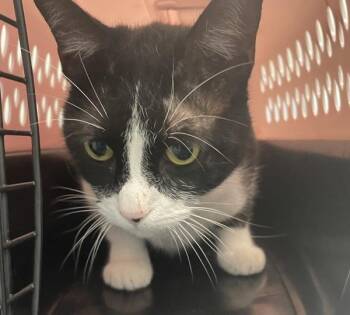 Lovely -  Domestic Short Hair Cat for Adoption - Lovely | PetCurious