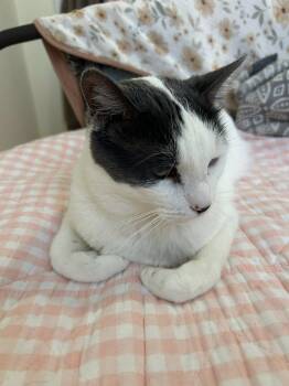 Rescue Domestic Short Hair Cats for Adoption in Woodmere, New York - Don Julio | PetCurious