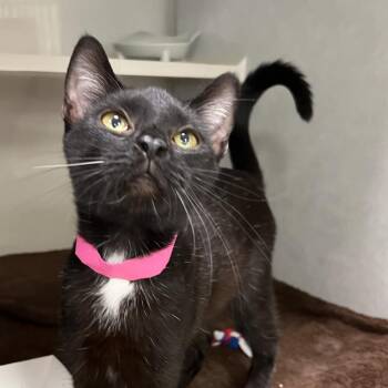 Dove -  Domestic Short Hair Cat for Adoption in Fairport, New York - Dove | PetCurious