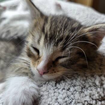 Spunk *Meet me at Chanhassen Chuck & Dons* -  Domestic Short Hair Cat for Adoption in Buffalo, Minnesota - Spunk *Meet Me At Chanhassen Chuck & Dons* | PetCurious