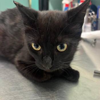 Rescue Domestic Short Hair Cats for Adoption in Hudson, New York - Mau-Mau | PetCurious