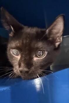MOCHI -  Domestic Short Hair Cat for Adoption in Westminster, Maryland - MOCHI | PetCurious