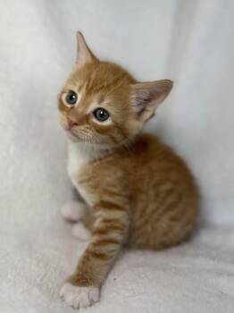 Domestic Short Hair and Tabby Cats Available for Adoption in Greensboro, North Carolina - Clover | PetCurious