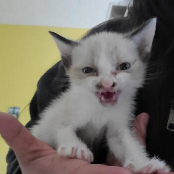 Tofu -  Siamese and Snowshoe Cat Available for Adoption in Cartersville, Georgia - Tofu | PetCurious