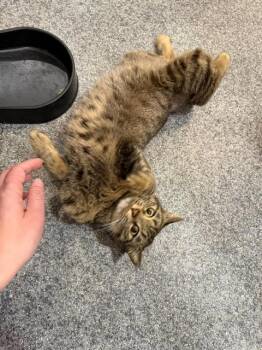 Diva, the Cutest -  Domestic Short Hair Cat for Adoption in Franklin Township, New Jersey - Diva, The Cutest | PetCurious