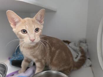 Jamie -  Domestic Short Hair Cat for Adoption in Bossier City, Louisiana - Jamie | PetCurious
