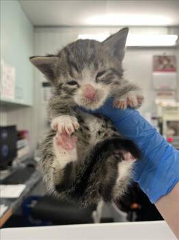 Domestic Short Hair Cats Available for Adoption in Woodland, California - *SEVEN | PetCurious