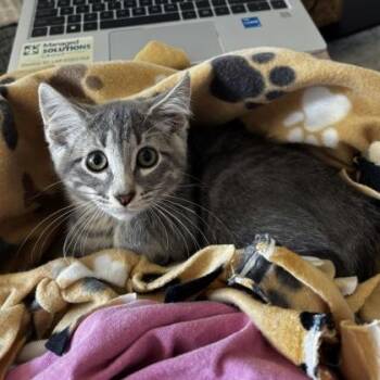 Clammy Sammy -  Domestic Short Hair Cat for Adoption in Dubuque, Iowa - Clammy Sammy | PetCurious