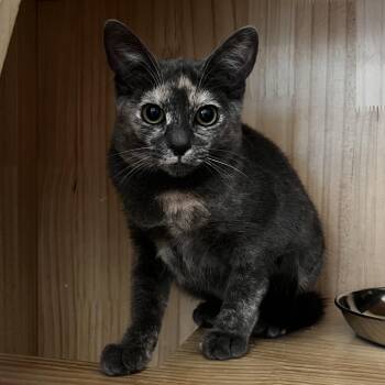 Jujube -  Domestic Short Hair Cat for Adoption in Yucca Valley, California - Jujube | PetCurious