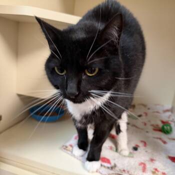 Domestic Short Hair Cats Available for Adoption in Elyria, Ohio - Sid | PetCurious