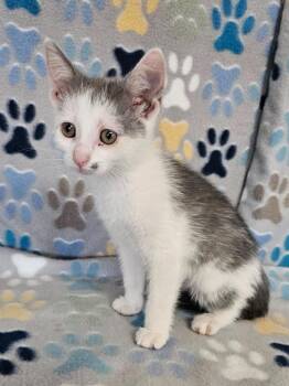 Ruby -  Domestic Short Hair Cat for Adoption in Wabash, Indiana - Ruby | PetCurious