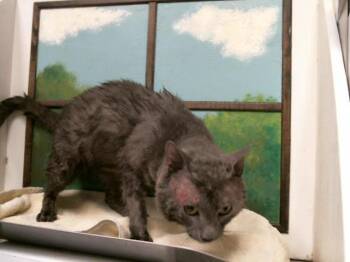 A2082460 -  Domestic Short Hair Cat for Adoption in Houston, Texas - A2082460 | PetCurious