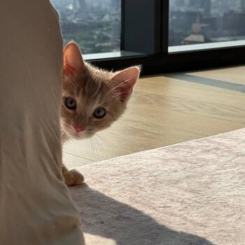 Sunset -  Domestic Short Hair Cat for Adoption in New York, New York - Sunset | PetCurious
