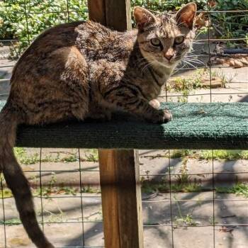 Rescue Domestic Short Hair Cats for Adoption in Fairfax, Virginia - Pocahontas | PetCurious