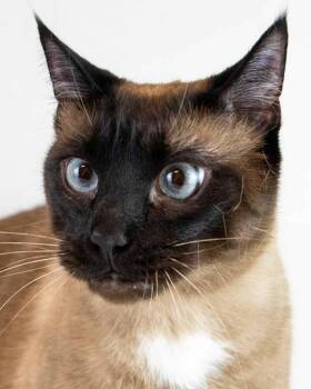Peeta -  Domestic Short Hair and Siamese Cat for Adoption in Kennesaw, Georgia - Peeta | PetCurious