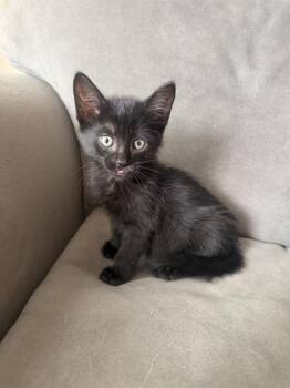 WILLOW -  Domestic Short Hair Cat for Adoption in Camarillo, California - WILLOW | PetCurious