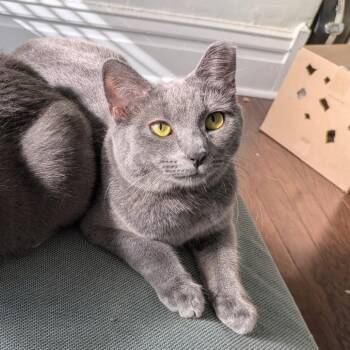 Domestic Short Hair Cats Available for Adoption in Gibsonia, Pennsylvania - Misty | PetCurious