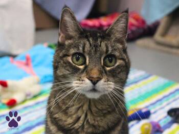 Leeloo -  Tabby Cat for Adoption in Missoula, Montana - Leeloo | PetCurious