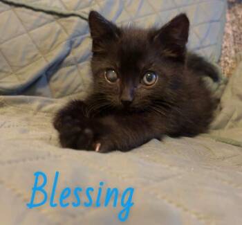 Blessing -  Domestic Medium Hair Cat for Adoption in New Cumberland, West Virginia - Blessing | PetCurious