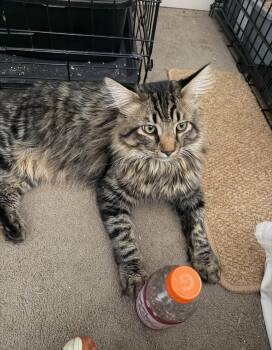 Domestic Medium Hair Cats Available for Adoption in Reno, Nevada - Monkey | PetCurious