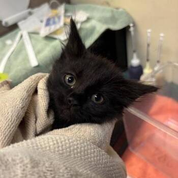 Guppie -  Domestic Short Hair Cat for Adoption in Pasadena, California - Guppie | PetCurious