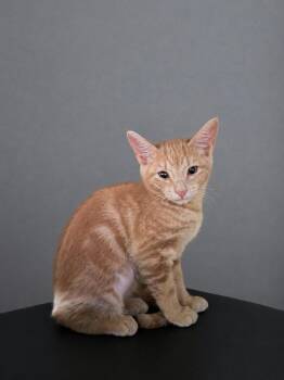 Munchie -  Domestic Short Hair Cat Available for Adoption in Carrollton, Virginia - Munchie | PetCurious