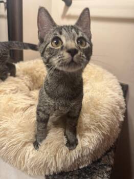 Rescue Tabby Cats for Adoption in Columbia, South Carolina - Pocket | PetCurious