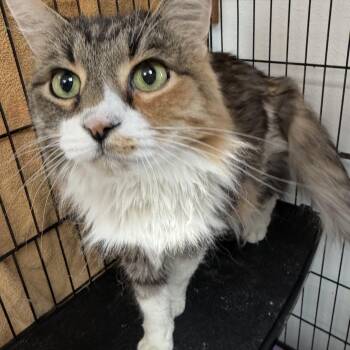 Jenny -  Domestic Long Hair Cat for Adoption in Estes Park, Colorado - Jenny | PetCurious