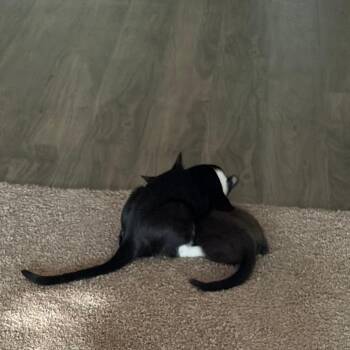 Edwin -  Domestic Short Hair Cat for Adoption in Prosper, Texas - Edwin | PetCurious