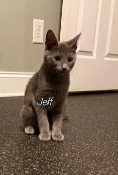 Rescue Domestic Short Hair and Russian Blue Cats for Adoption in Wendell, North Carolina - Jeff | PetCurious