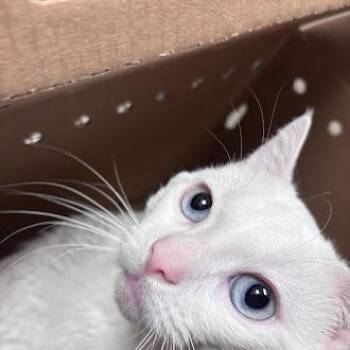 Domestic Short Hair Cats Available for Adoption in Las Vegas, Nevada - NIPSEY | PetCurious