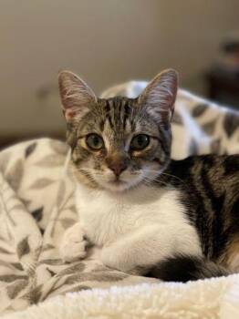 Domestic Short Hair Cats Available for Adoption in Davis, California - Jeffy (Parker) | PetCurious
