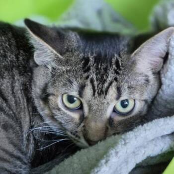 Hermosa (bonded with Noche) -  Domestic Short Hair Cat for Adoption in Verona, Wisconsin - Hermosa (bonded With Noche) | PetCurious