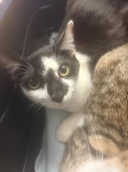 Aiko -  Domestic Short Hair Cat for Adoption in Chamblee, Georgia - Aiko | PetCurious