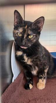 Domestic Short Hair Cats Available for Adoption - Marjorie | PetCurious