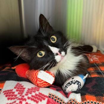 Boots -  Domestic Short Hair Cat Available for Adoption in Blairsville, Georgia - Boots | PetCurious