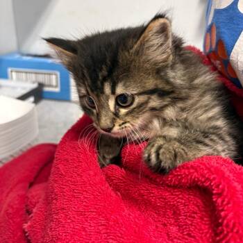 Domestic Medium Hair Cats Available for Adoption in Spokane, Washington - Ravioli | PetCurious