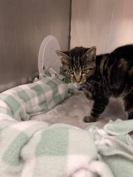 OMELETTE DU FROMAGE -  Domestic Short Hair Cat for Adoption in Omaha, Nebraska - OMELETTE DU FROMAGE | PetCurious