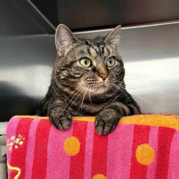 Meeka -  Domestic Short Hair Cat Available for Adoption in Pittsburgh, Pennsylvania - Meeka | PetCurious