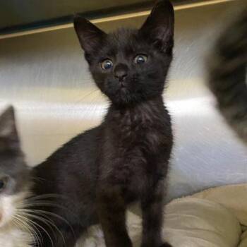 Void -  Domestic Short Hair Cat for Adoption in Dayton, Ohio - Void | PetCurious