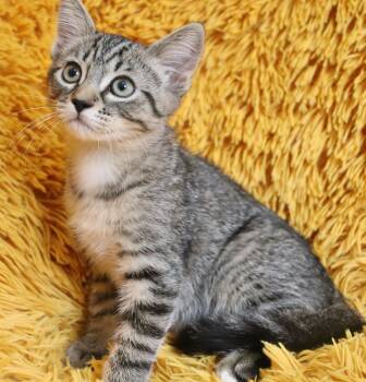Cypress -  Tabby Cat for Adoption in St. Augustine, Florida - Cypress | PetCurious