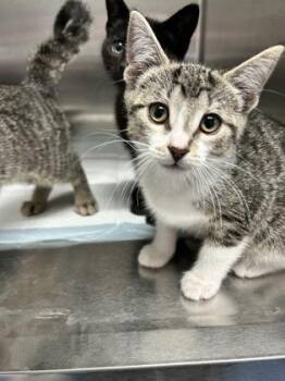 Imish -  Domestic Short Hair Cat for Adoption in Simcoe, Ontario - Imish | PetCurious