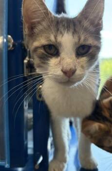 BIG MAC -  Domestic Short Hair Cat for Adoption in Westminster, Maryland - BIG MAC | PetCurious