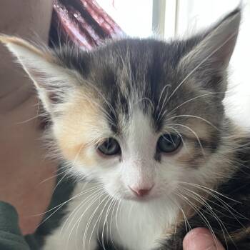 Domestic Short Hair Cats Available for Adoption in Sarasota, Florida - Dot | PetCurious
