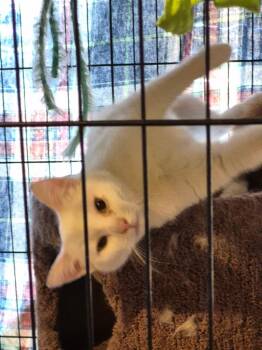 Domestic Short Hair Cats Available for Adoption in Calgary, Alberta - Wisteria | PetCurious