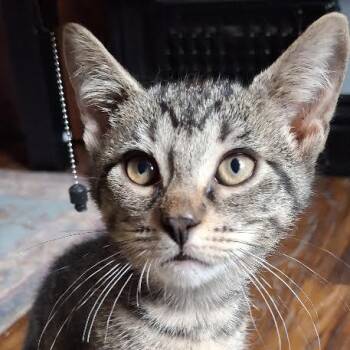 Chatter -  Domestic Short Hair Cat for Adoption in South Elgin, Illinois - Chatter | PetCurious