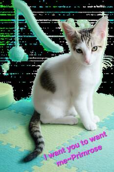 Primrose 3571 -  Domestic Short Hair Cat for Adoption in Dallas, Texas - Primrose 3571 | PetCurious