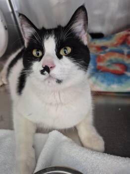 Kiki Girl (Kiki) -  Domestic Short Hair Cat for Adoption in Pahrump, Nevada - Kiki Girl (Kiki) | PetCurious
