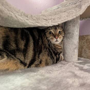 Bowtie -  Domestic Short Hair Cat for Adoption in Titusville, Florida - Bowtie | PetCurious