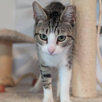 Tabby Cats Available for Adoption - Sylvie | PetCurious